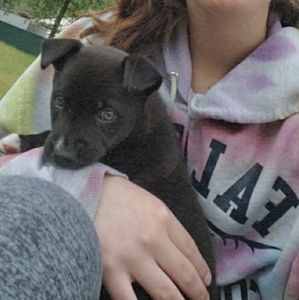 Meet your Posher, Rosie